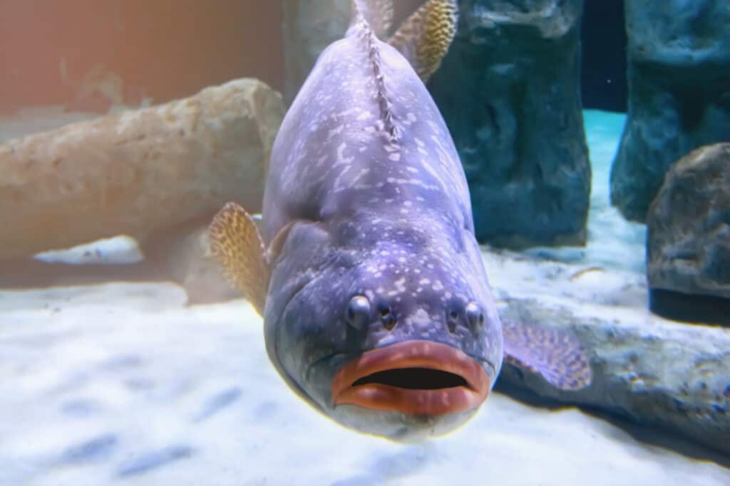 Check Out These Fish With Big Lips - You Won't Believe Your Eyes!