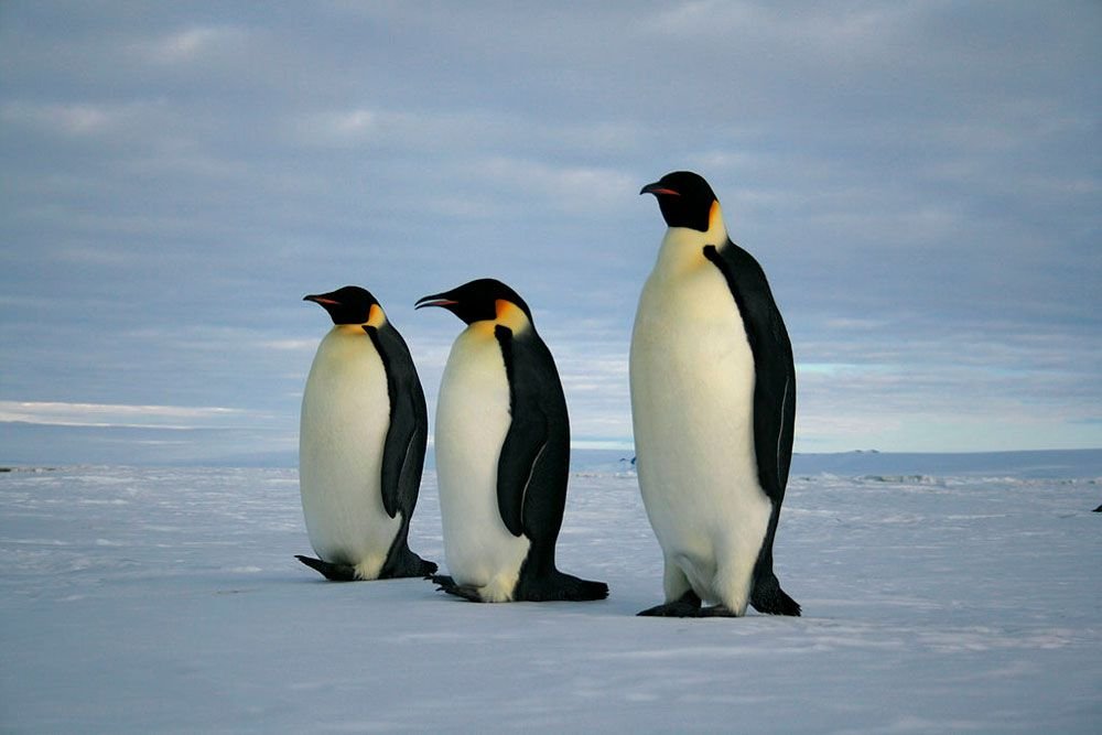 The Penguin Skeleton: What Makes These Birds So Unique