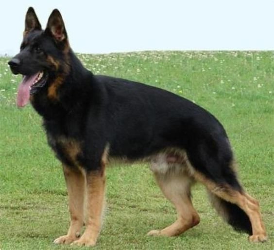 The Black and Red German Shepherd