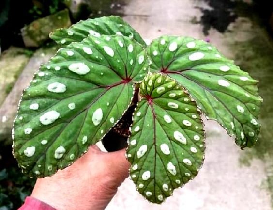 Mallacoota Begonia